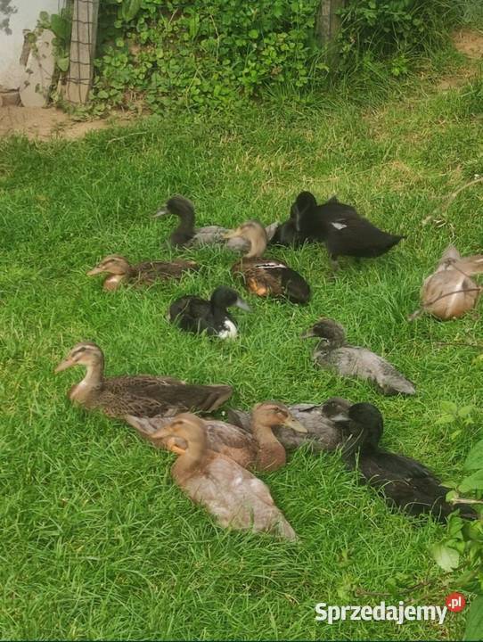 Kaczki biegusy biegus zjadające ślimaki Skierbieszów sprzedam