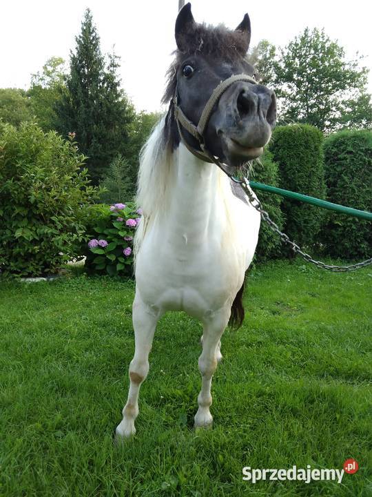 Sprzedam kucyka podkarpackie Gogołów sprzedam