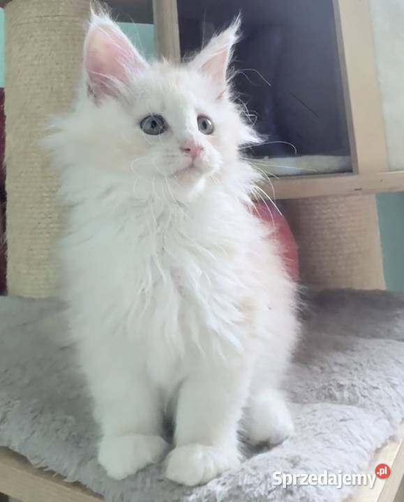 Maine Coon Śliczna Nemezis Koty Wińsko