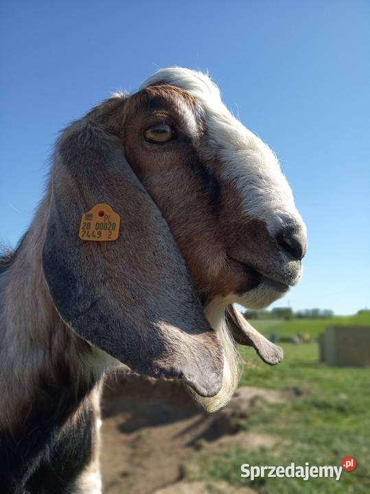 Koza mleczna z dwójką koźląt koźle Giżycko
