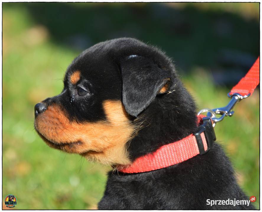 Rottweiler samiec małopolskie