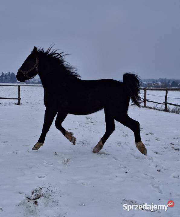 Sprzedam wałacha Konie Jabłoń
