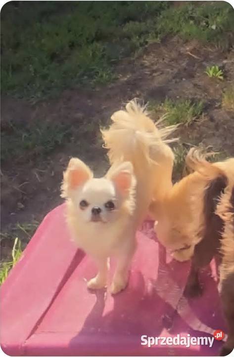 Chihuahua sunia długowłosa FCI Łódź