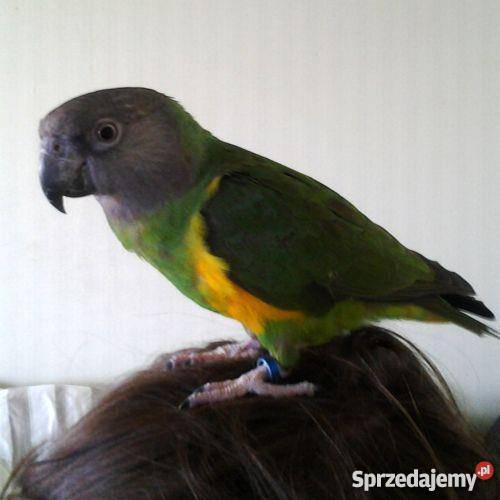 Senegalka afrykanka SAMICA 2011r ręcznie Jasło