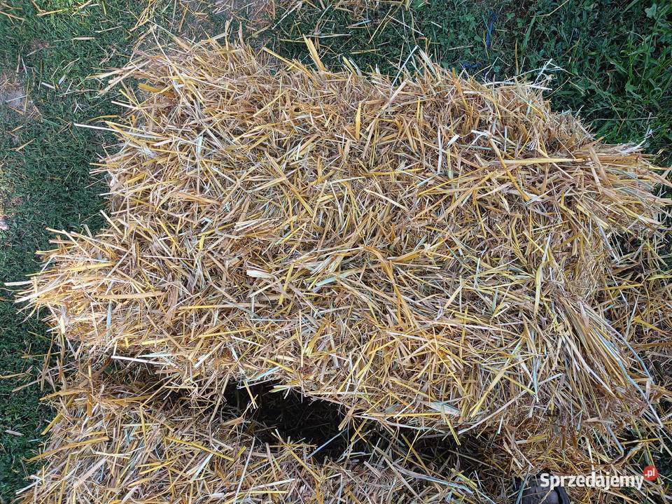 Słoma Owsiana W Kostkach Grodzisk Mazowiecki