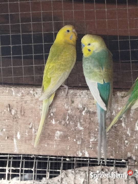 Sprzedam Nimfy Faliste Zwierzęta wielkopolskie Bukowiec sprzedam