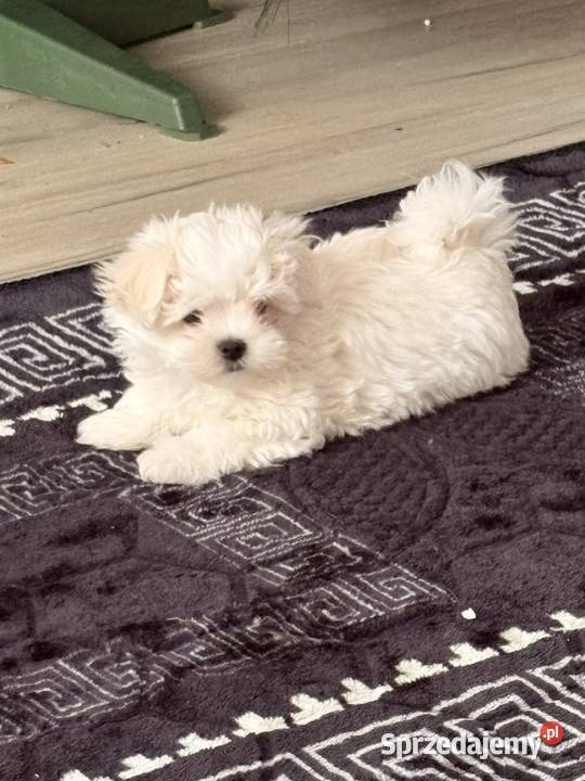 Sprzedam pieska i suczkę z rodowodem po pięknych rodzicach