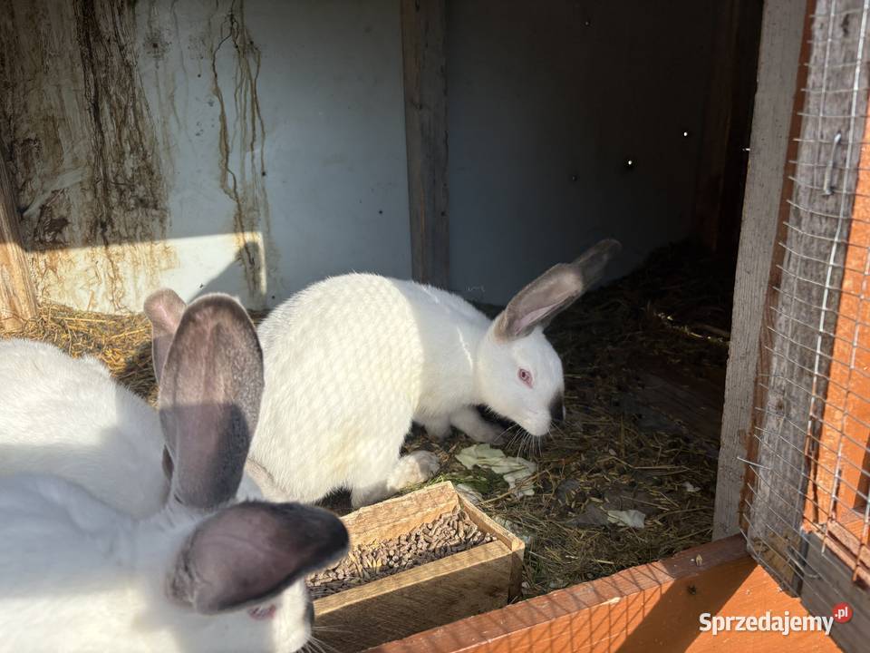 Sprzedam Króliki kalifornijskie 3 miesięczne Wysokie Mazowieckie