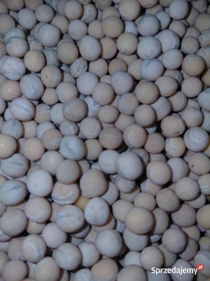 Groch siewny salamanca Zboża wielkopolskie Olszówka sprzedam