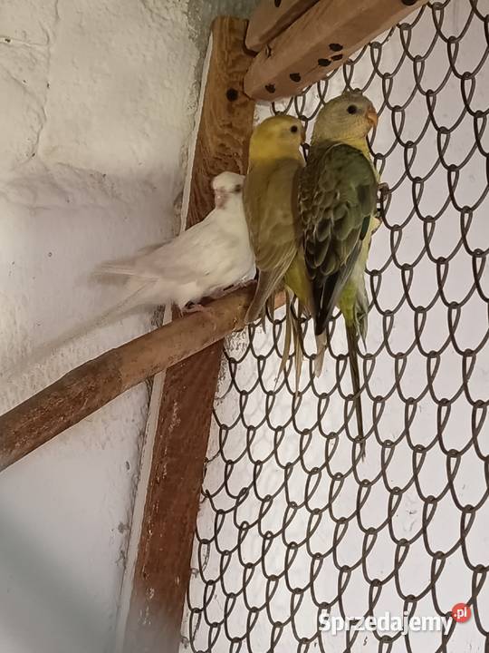 Papugi świergotki sprzedam