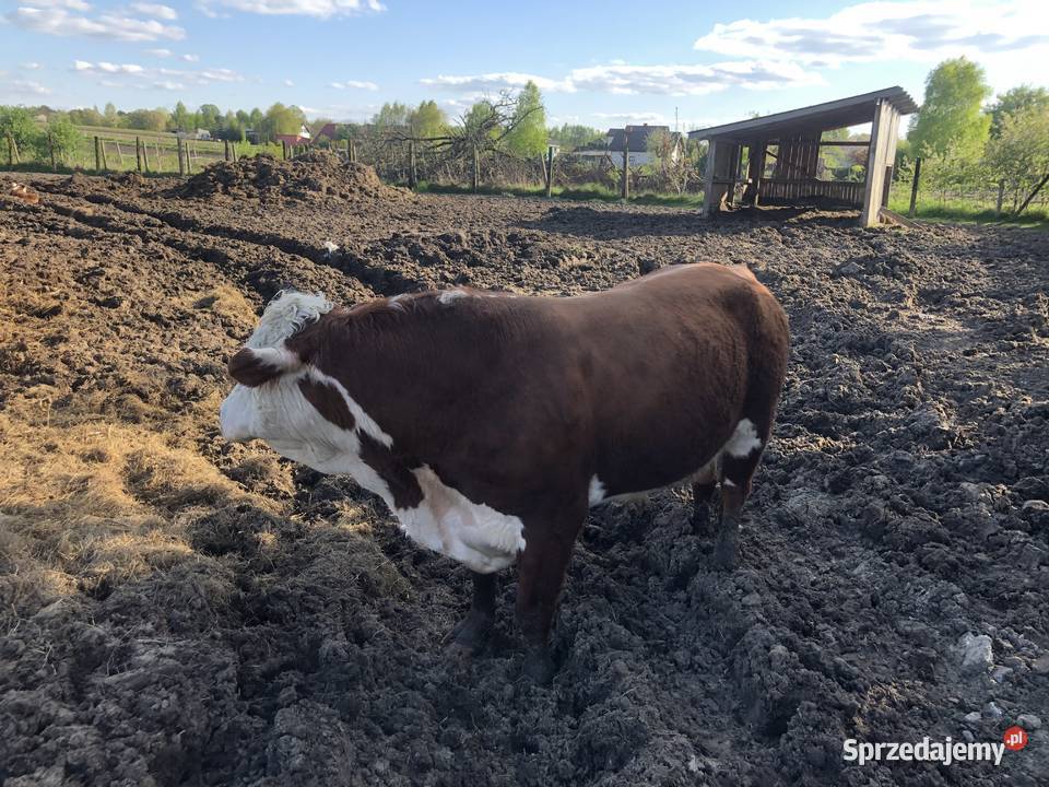 Sprzedam byka Hereford rozpłodowy Maków