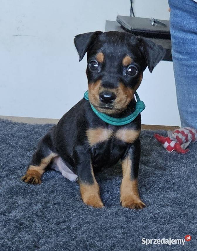 Pinczer średni szczenięta rodowodowe Konin