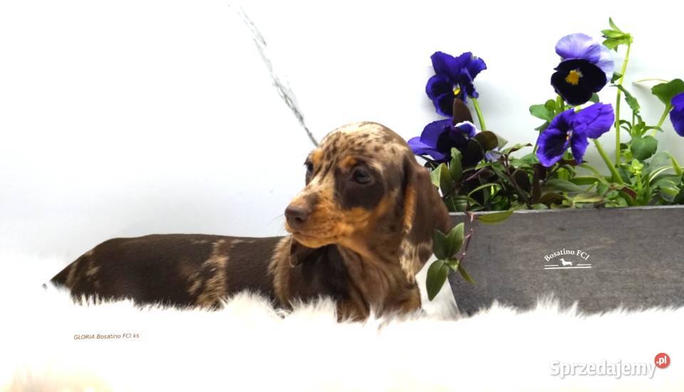 Jamnik krótkowłosy króliczymin ZKwPFCI Szczecin