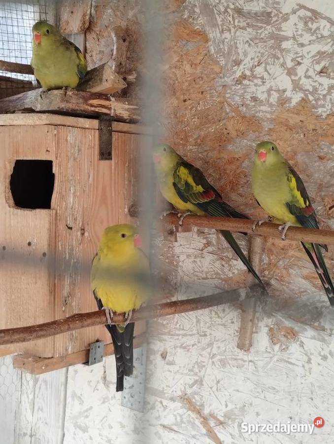 Sprzedam Papugi górskie sprzedam