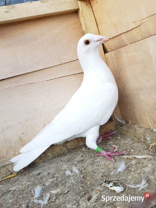 Gołebie pocztowe białe