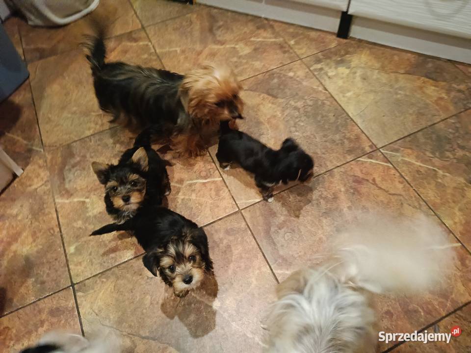 Yorki Terriery Biwerki tricolor York Zator