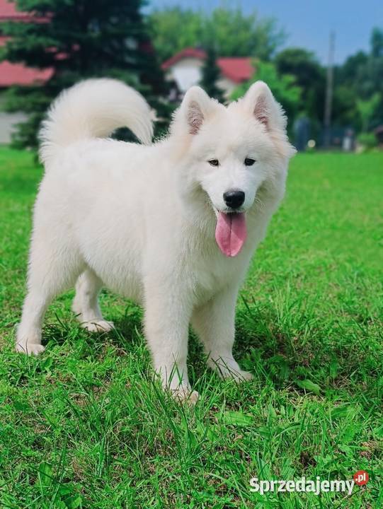 Szczeniaki Samoyed piesek gotowy do odbioru