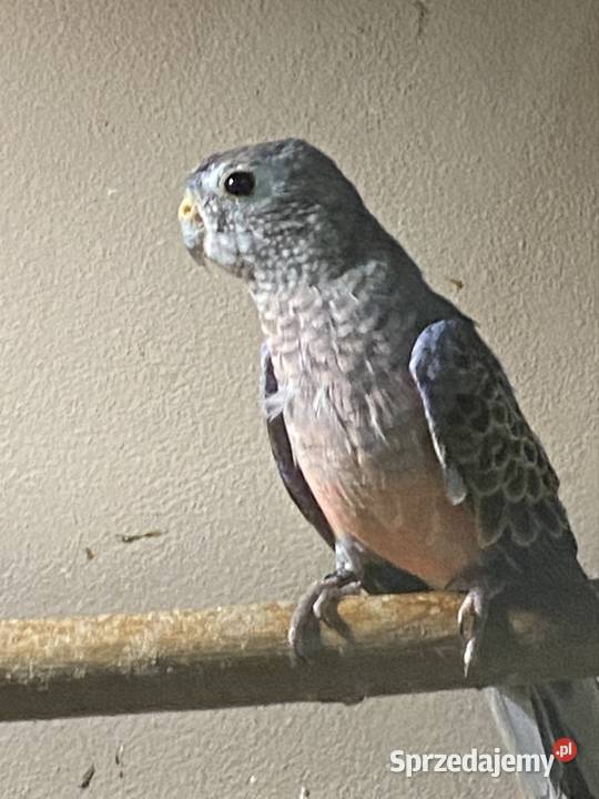 Spzedam papugi lilianki małopolskie Tarnów