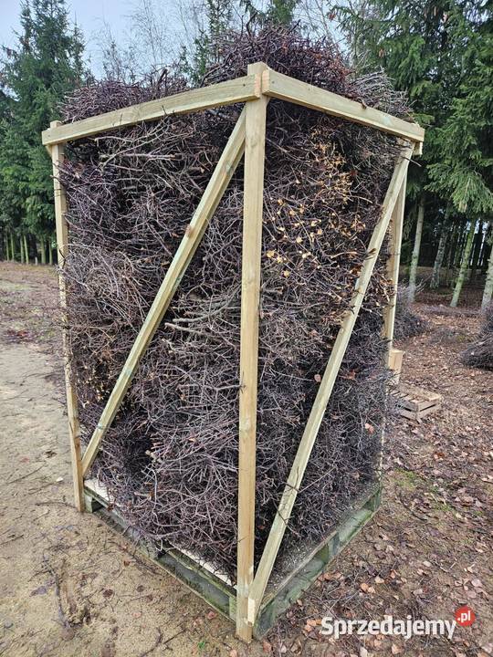 tarnina tężnia NA SKŁADZIE Krosno