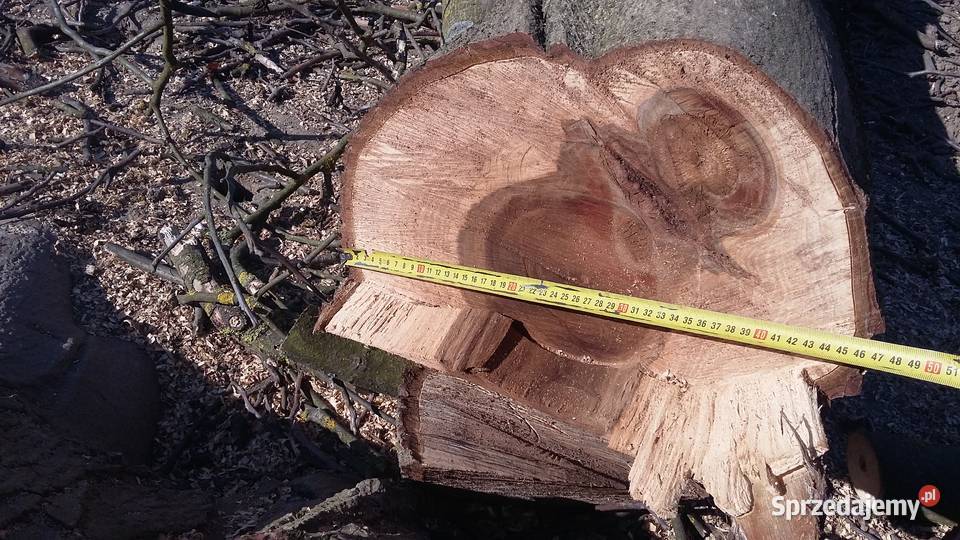 Ścięty orzech sprzedam Gorzyce