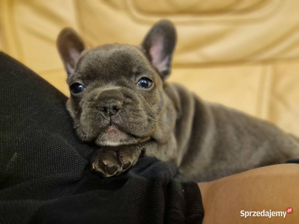Szczenięta Buldog Francuski Blue Góra sprzedam