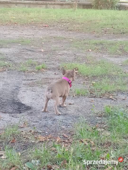 Buldog francuski Częstochowa