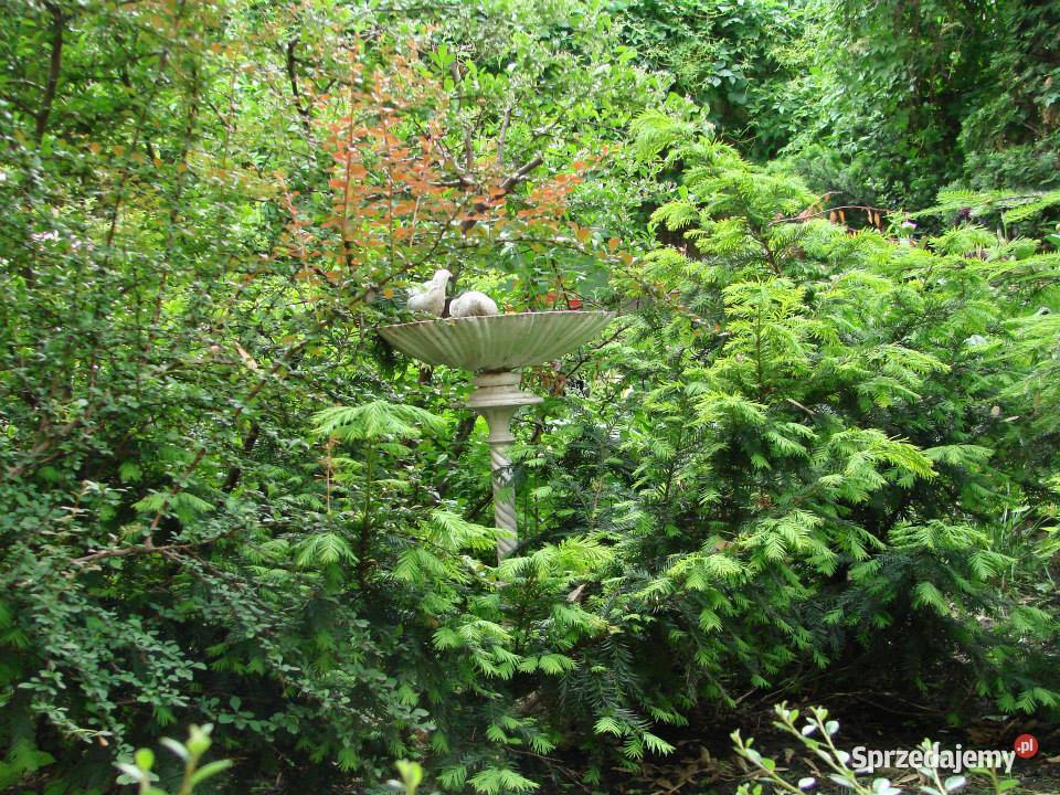 PIĘKNE POIDEŁKOKARMNIK OGRODOWY Gołdap