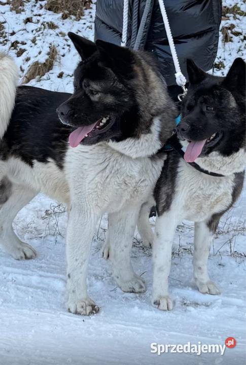 Akita Amerykańska Gorzów Wielkopolski sprzedam