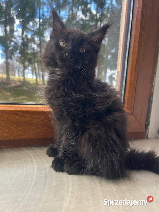 Maine Coon Sława