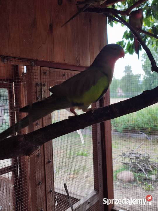 Sprzedam papugi nimfy z tego roku i trzy Nowy Dębiec