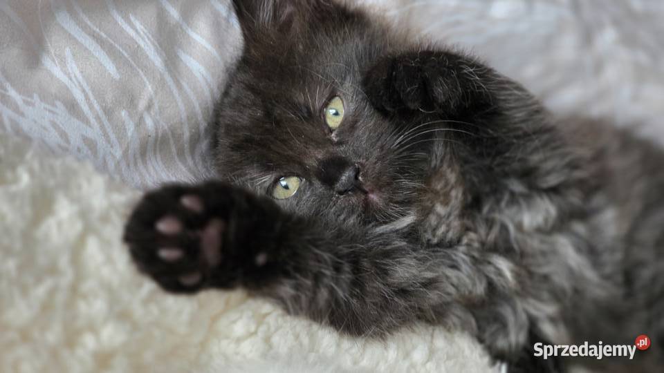 Kocurek syberyjski pięknie wybarwiony Jugowice sprzedam