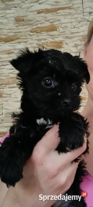Yorkshire Terrier Black XXS
