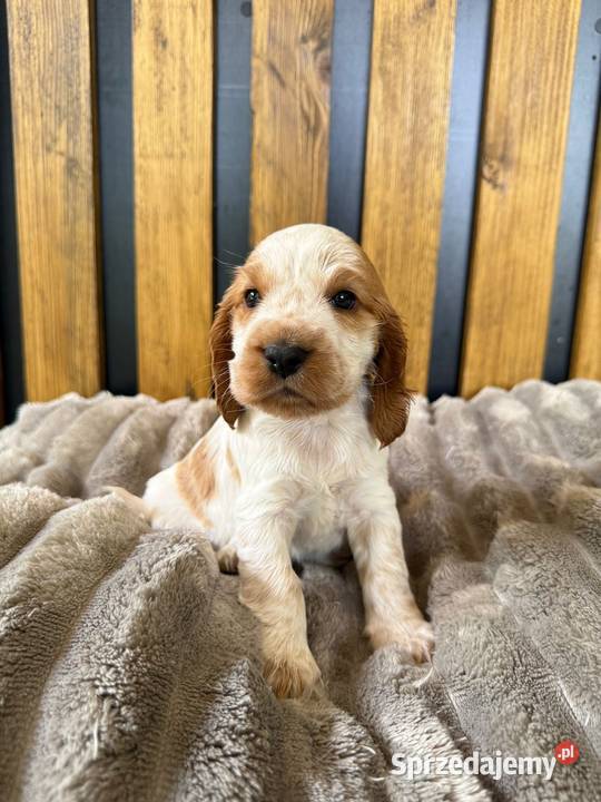Cocker Spaniel Angielski opolskie Włodary