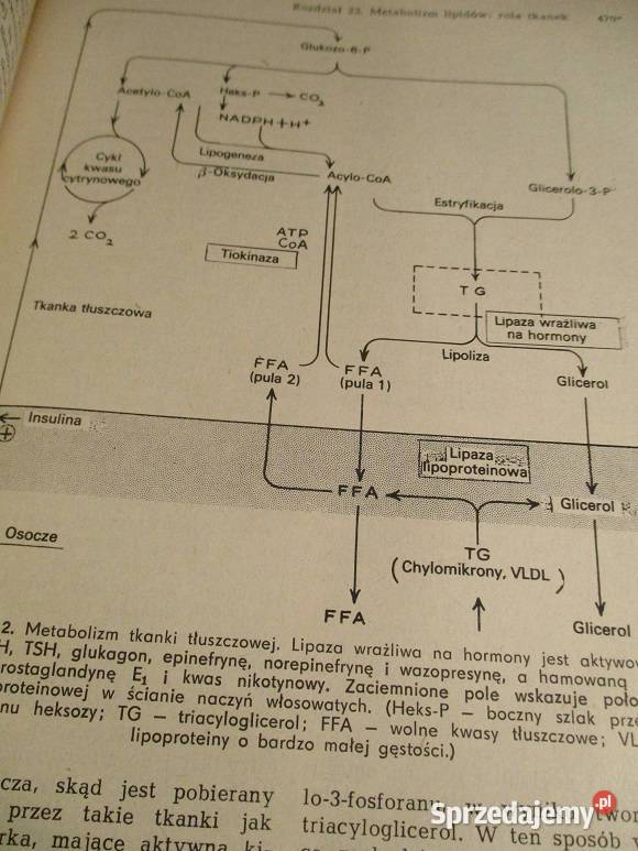 Zarys chemii fizjologicznej Harper medycyna Łódź