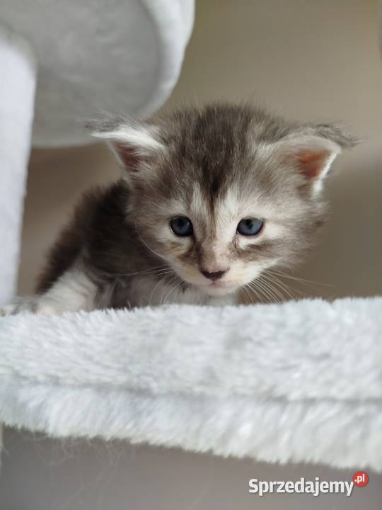 Jasmine kotka Maine Coon Szembruk