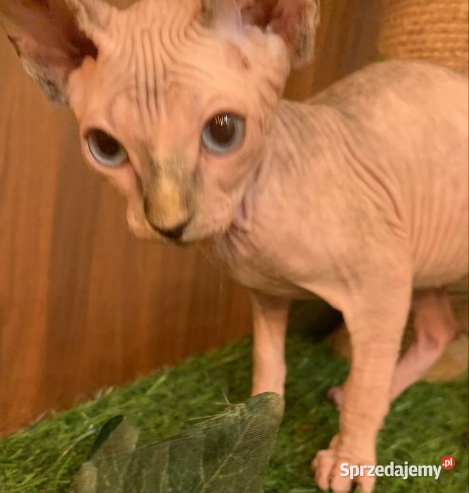 Sfinks Kanadyjski Rezerwacja kotki wielkopolskie Leszno