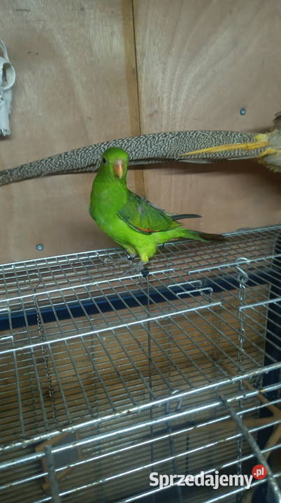 Papuga czerwonoskrzydła Kosina