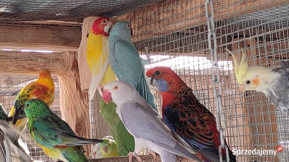 Aleksandretty i inne papugi mnichy Laski