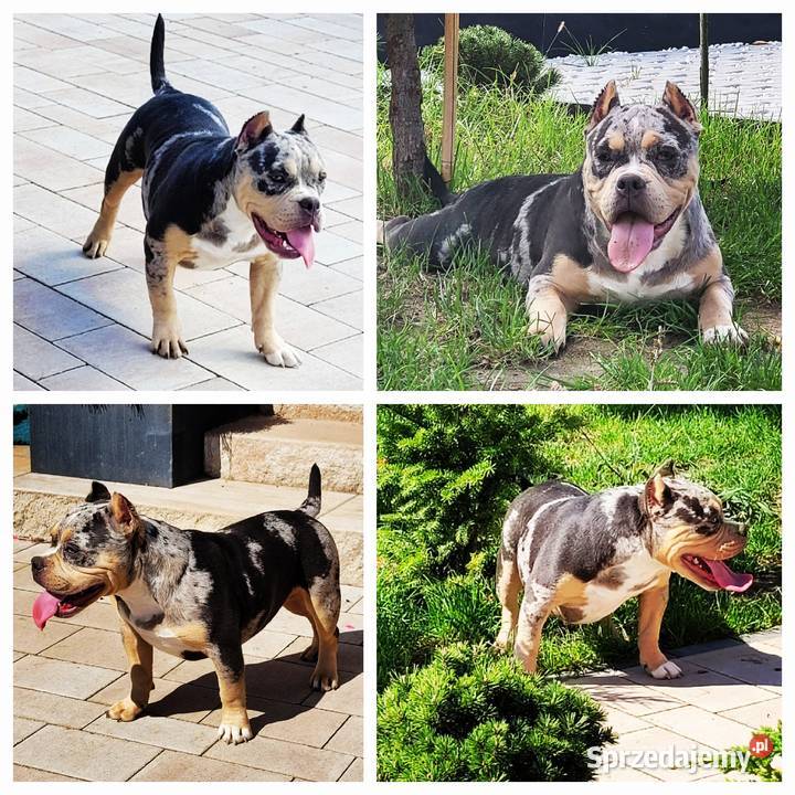 American bully GrChampion Demon Boy blood Abkc Kraśnik sprzedam