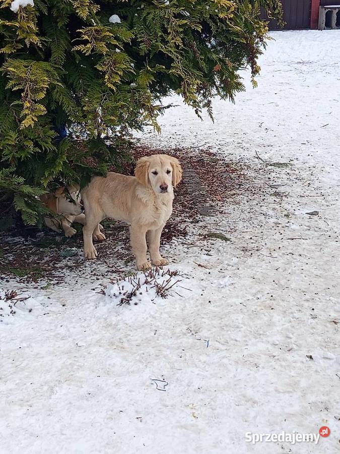 Golden RETRIEVER Tarnobrzeg