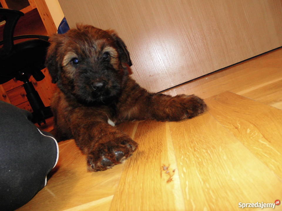 briard owczarek francuski berger de brie Lublin