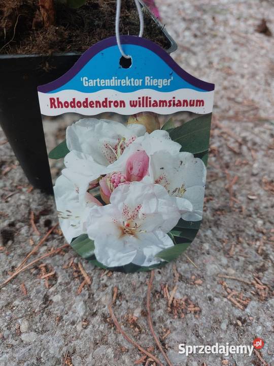 Rododendron Rododendrony 10 MIX PROMOCJA zachodniopomorskie Kamień Pomorski