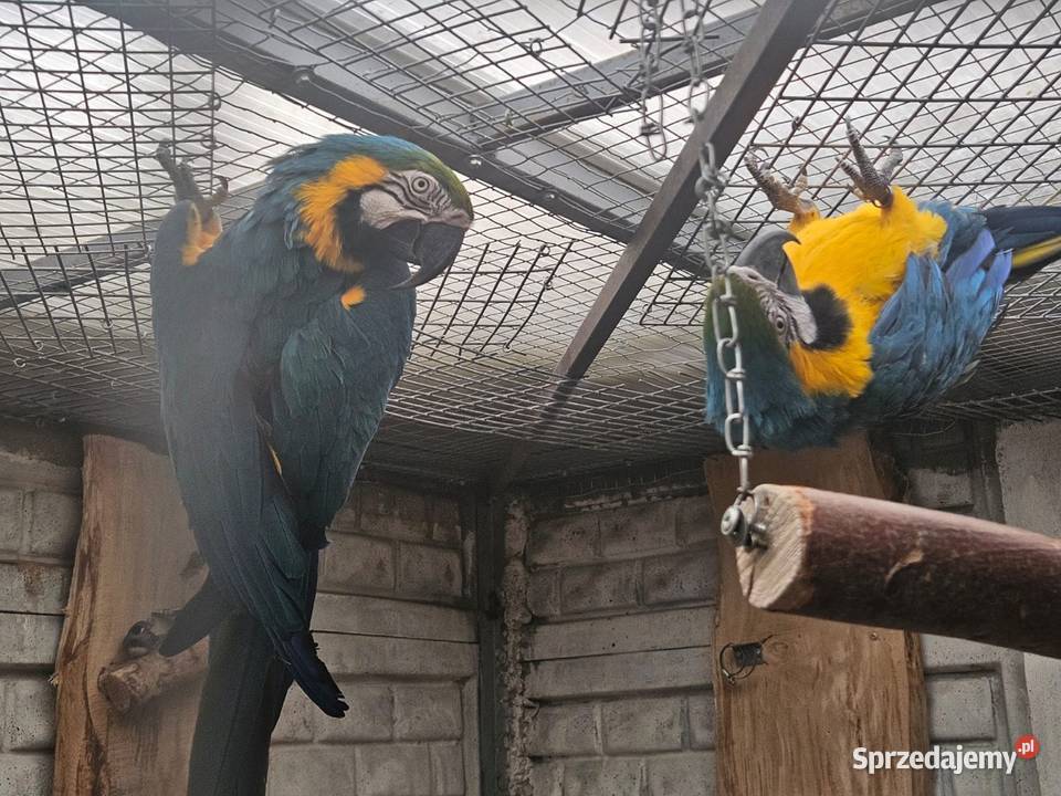 Sprzedam Arara arauna Para wielkopolskie Gostyń