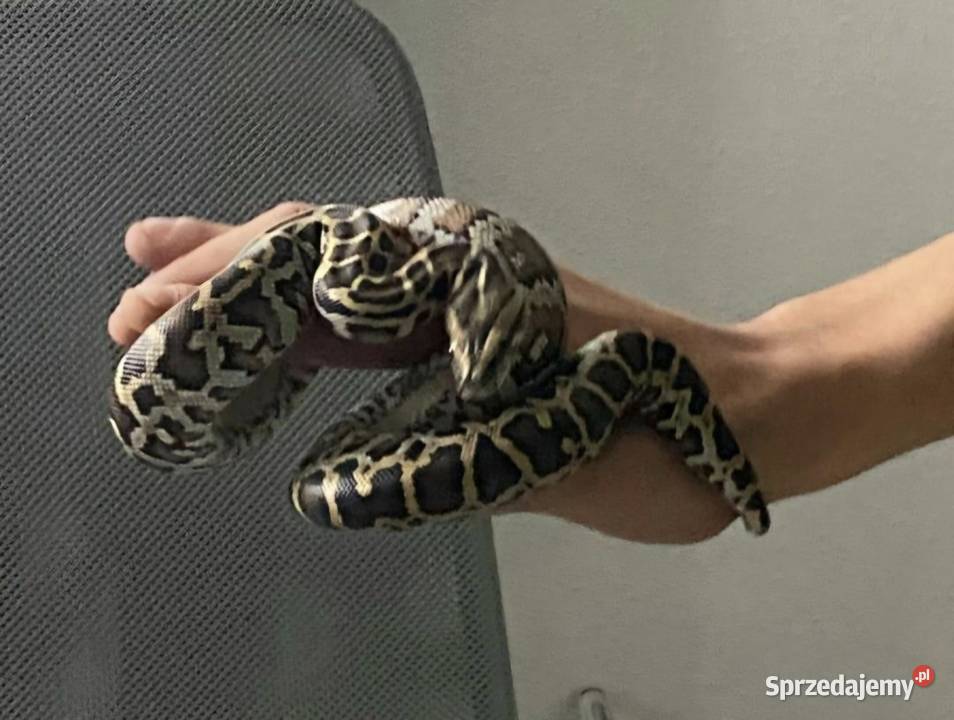 Pyton tygrysi ciemnoskory Pyton birmański Python Gady i płazy