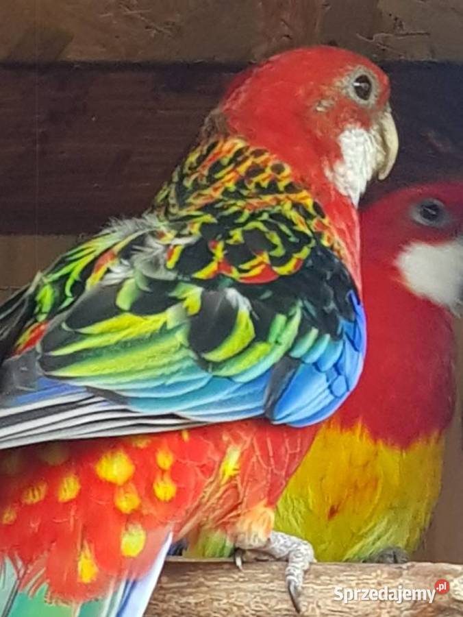 młode białolice Stare Babice