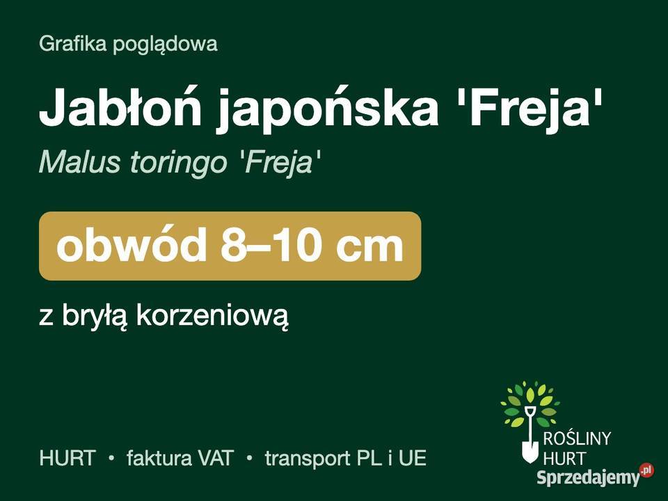 Jabłoń japońska Freja Malus toringo obwód 810 z Liściaste