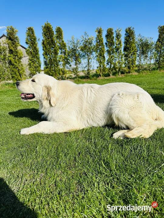 Golden Retriever Reproduktor