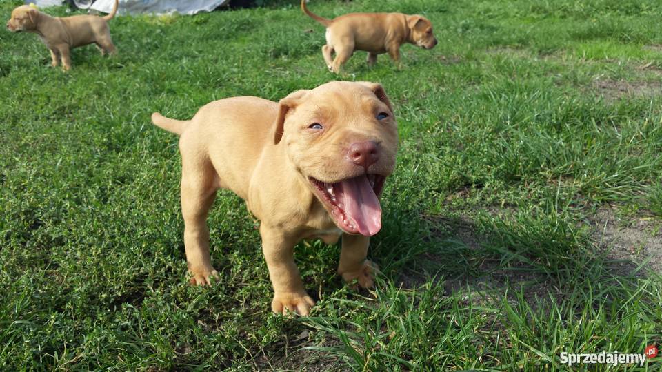 Suczka PitBull Red Nose Psy Lipno