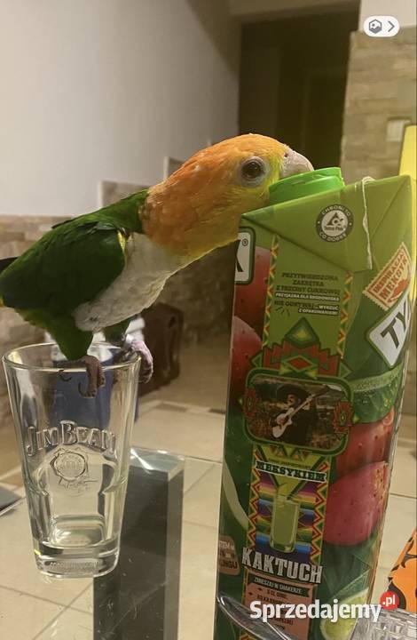 Barwinka Białobrzucha zielone nogi Myślenice