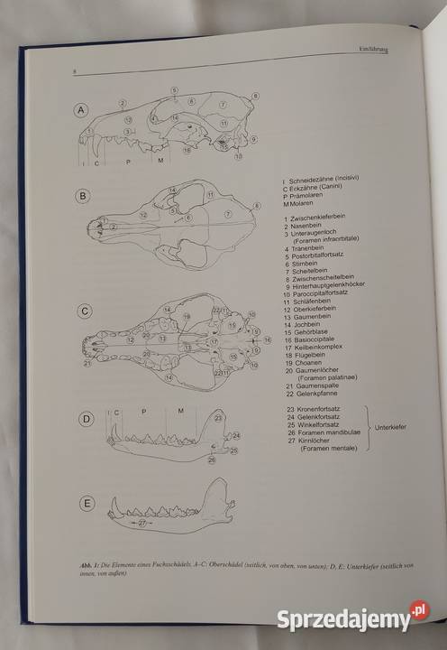MITTEL und GROSSSUGER Hajnówka